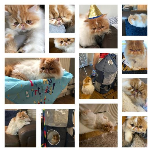 HRH Prince Leo is 1 today!