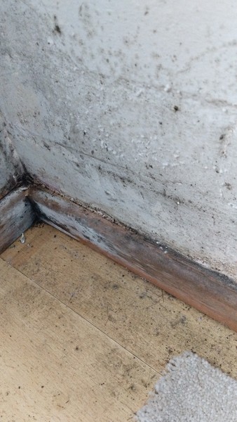 Mouldy wall - who do I need to look at it?