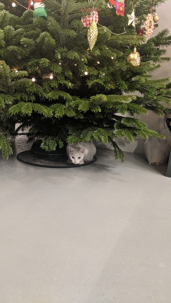 Top tips for Christmas trees with cats