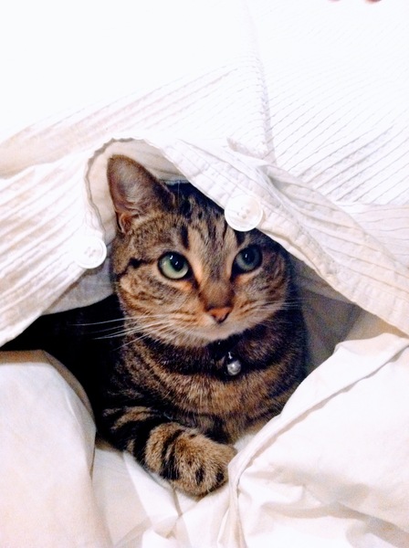 Have you ever seen a cosier cat?