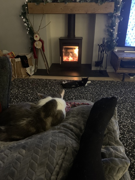 New kitten and older cat hate each other!!!