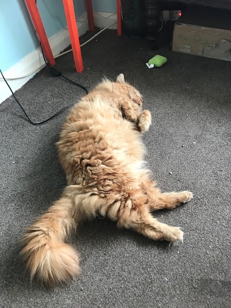 Cat chat thread we've lost count