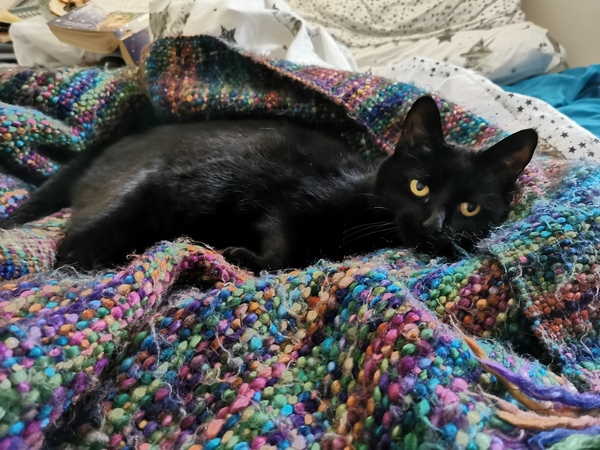 Have you ever seen a cosier cat?