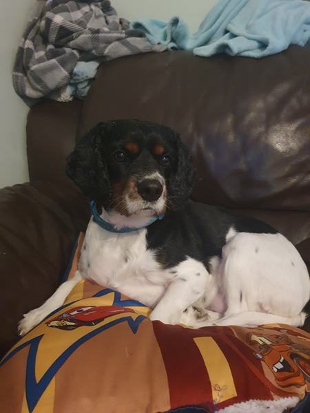 If you bought your dog as a puppy how much did you pay?