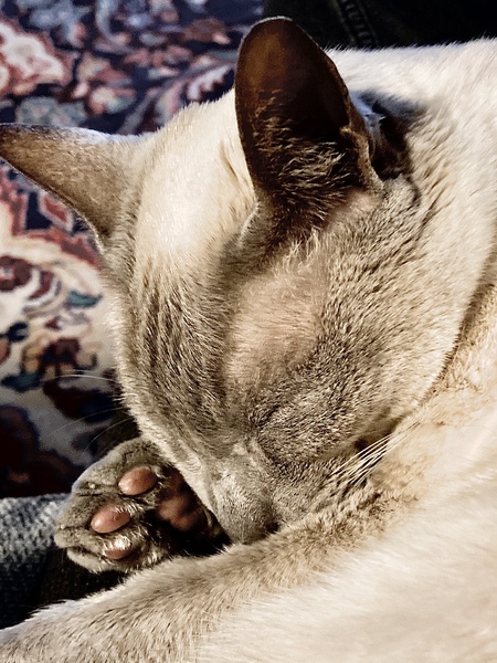 Westministenders: Festive Edition