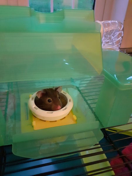 Hamster suddenly started biting