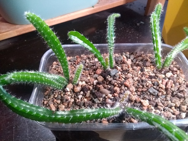 Cactus seedling help