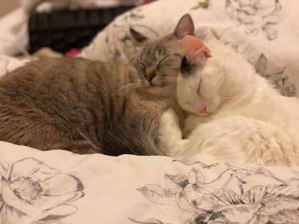 Have you ever seen a cosier cat?