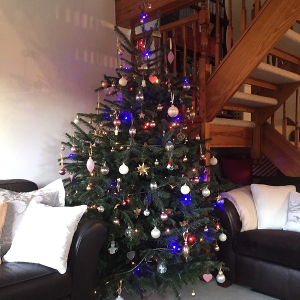 Real tree Vs artificial tree? Is it a status symbol?
