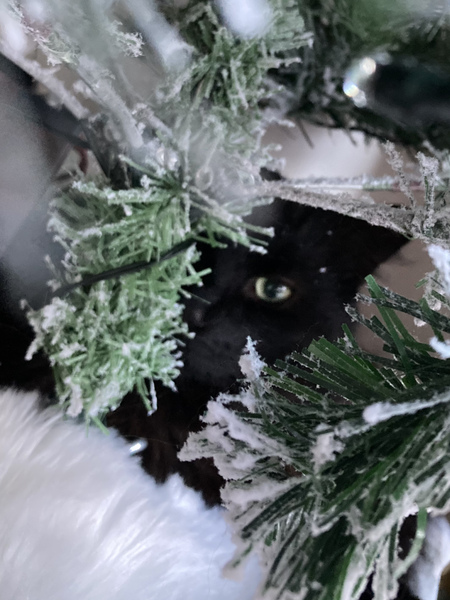 Where did you get your cats from?