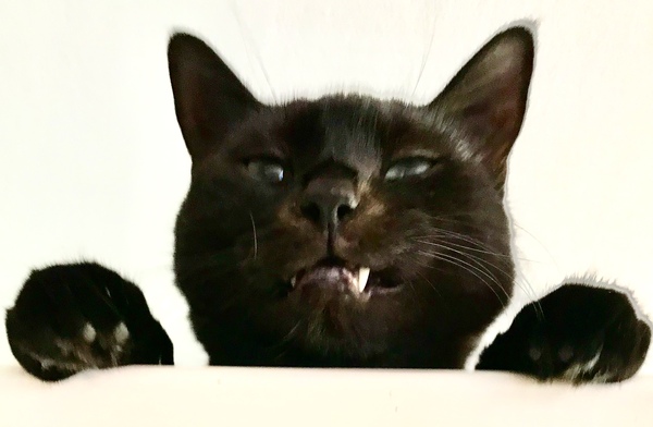 To loathe the cat with a passion?