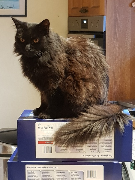 Is anyone else’s cat as neglected as mine?