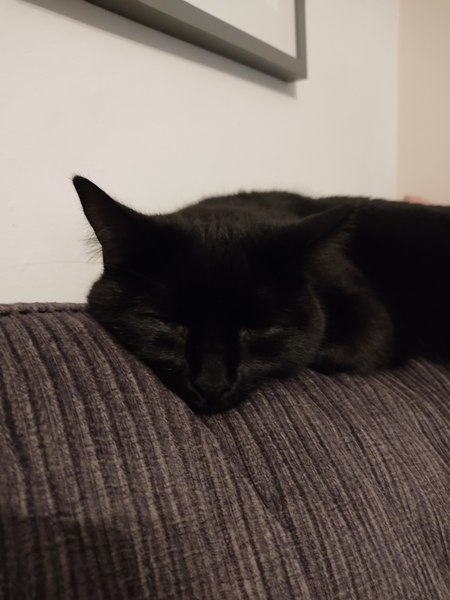 Is anyone else’s cat as neglected as mine?
