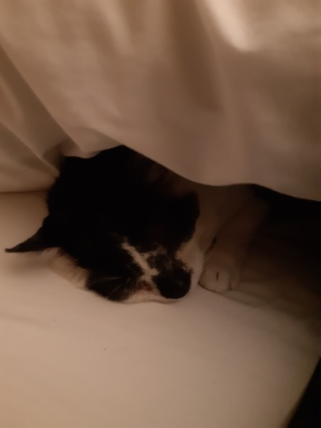 What's your DCat up to today? (Thread 8)
