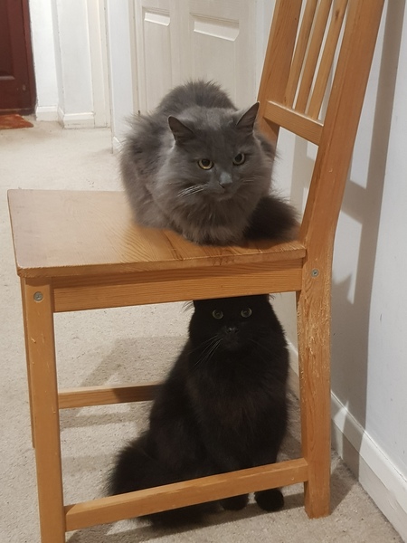 What's your DCat up to today? (Thread 8)