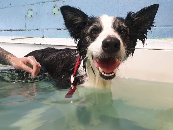 to give you an update on our rescue dog