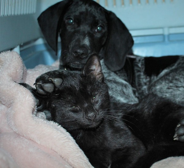 Puppy Survival Thread - December