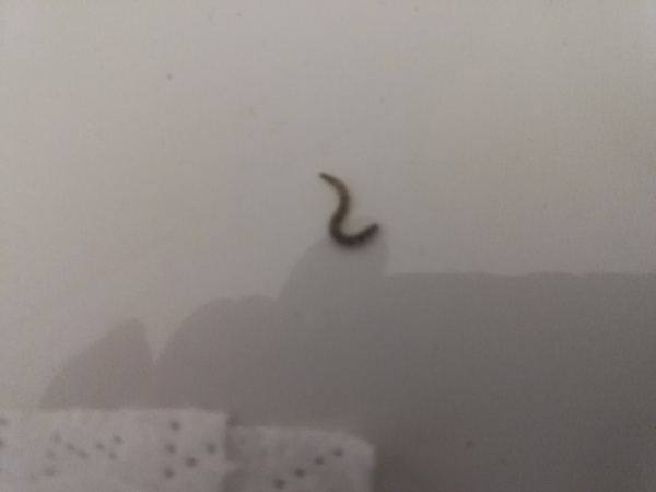What the AF is this in my shower?