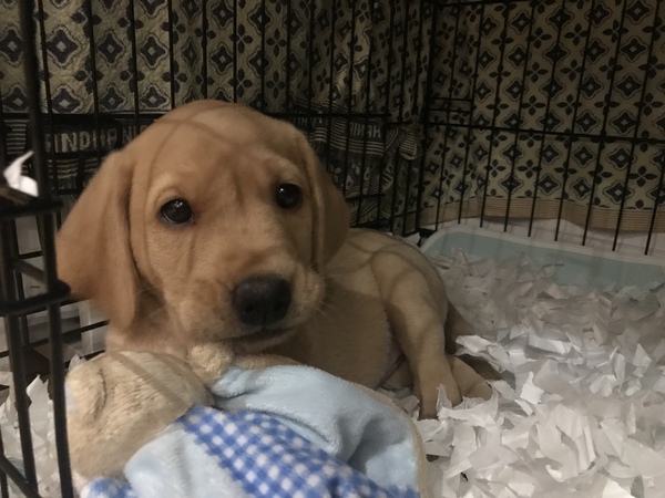 Puppy survival thread October/November!