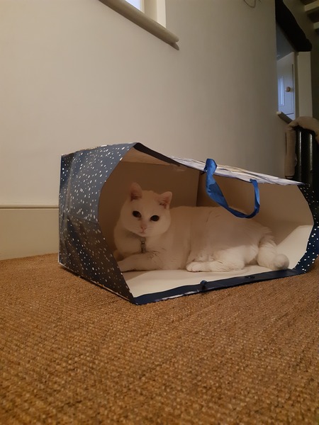 What's your DCat up to today? (Thread 8)