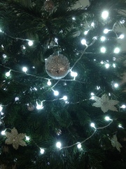 Get your trees out!!!!!