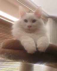 Have you ever seen a cosier cat?