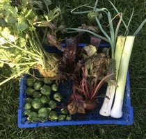 Allotment/Veg Patch Thread 16  Weather weirdness prevails !