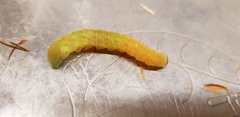 What is this Caterpillar?