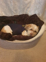 Very worried about dog who seems to have fallen ill rapidly.