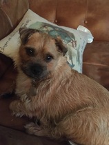 Dog on sofa - yes or no vote