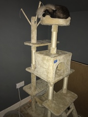 Show me your cat tree please!