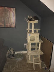 Show me your cat tree please!