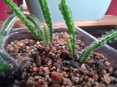 Cactus seedling help