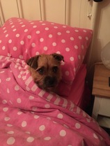 Dog on sofa - yes or no vote