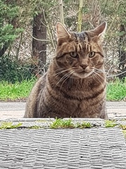 Thug cat part 3.  Unbidden guests are often welcomest when they are gone.