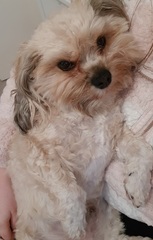 Can anyone recommend a dog breed?