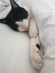 Have you ever seen a cosier cat?