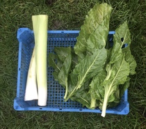 Allotment/Veg Patch Thread 16  Weather weirdness prevails !