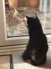 Thug cat part 3.  Unbidden guests are often welcomest when they are gone.