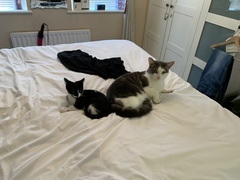 Resident cat showing aggression to a new kitten..