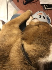 My new puppy!
