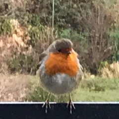 I was followed on my walk today