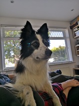 to give you an update on our rescue dog