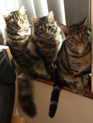 To ask why people think you should have two cats together...