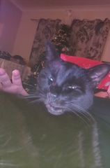 To loathe the cat with a passion?