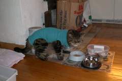 Swagger Inn 167 - Autumn is here, the days are getting shorter and colder...