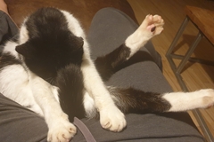 Have you ever seen a cosier cat?