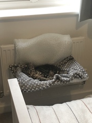 Have you ever seen a cosier cat?