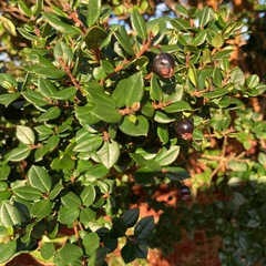 Small tree/big shrub id please