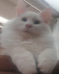 dreaming about getting a cat, is it really as difficult as it's made out to be?